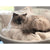 Pet Interiors Cosmo Leather Deluxe Cat Bed, Silver Circle Pets, Cat Bed, Pet Interiors, 