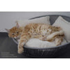 Pet Interiors Unique Cat Basket SIRO Twist Cat Bed Pet Interiors Silver Circle Pets 