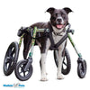 Walkin Wheels® Full Support/4-Wheel MEDIUM/LARGE Dog Wheelchair Dog Wheel Chair Walkin Wheels Silver Circle Pets 