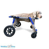 Walkin Wheels® Full Support/4-Wheel MEDIUM/LARGE Dog Wheelchair Dog Wheel Chair Walkin Wheels Silver Circle Pets 