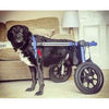 Walkin Wheels® MEDIUM Rear Dog Wheelchair Dog Wheel Chair Walkin Wheels Silver Circle Pets 