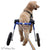 Walkin’ Wheels - Wheelchair Leash, Silver Circle Pets, Dog Leash, Walkin Wheels, 