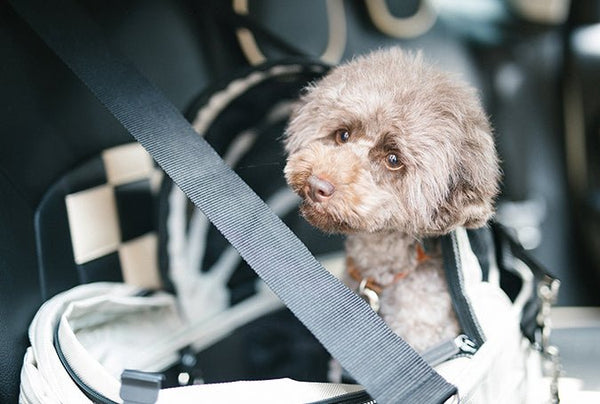 AirBuggy Dome ISOFIX Belt Set-Dog Car Seat Belt-AirBuggy- Silver Circle Pets