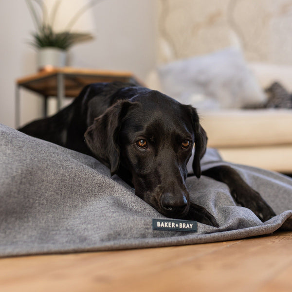 Baker & Bray Temperature Regulating Dog Blanket-Dog Blanket-Baker & Bray- Silver Circle Pets