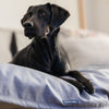 Baker & Bray Temperature Regulating Dog Blanket-Dog Blanket-Baker & Bray- Silver Circle Pets
