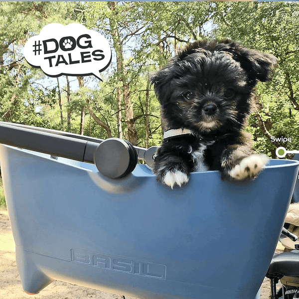 Basil Buddy MIK Dog Bike Basket-Pet Accessories-Basil- Silver Circle Pets