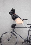 Brook & Breeze Canine Copilot Rear Mount-Dog Bike Seat Accessory-Brook & Breeze- Silver Circle Pets