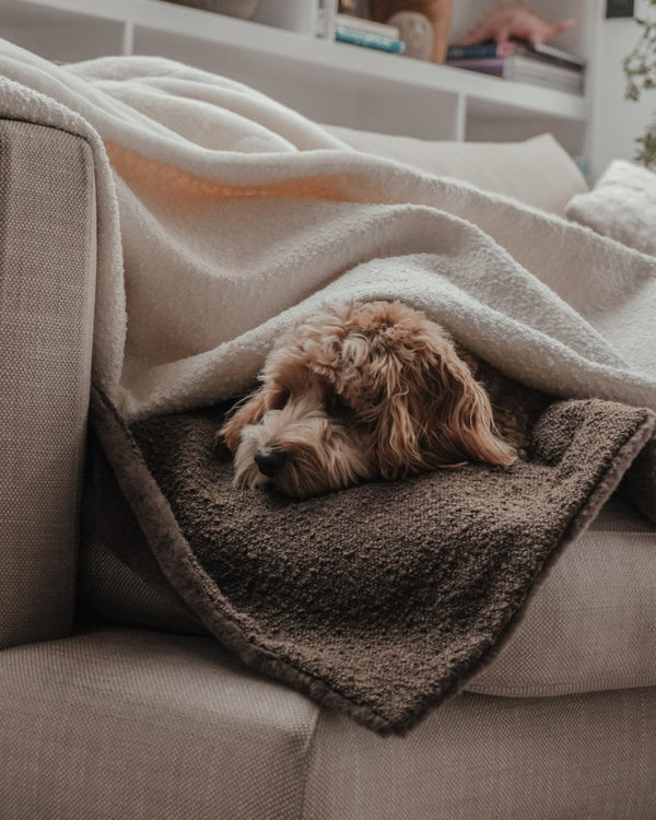 By Teddy The Bouclé Blanket-Dog Blanket-By Teddy- Silver Circle Pets