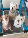 Doggy Tourer Idefix Small Dog Bike Trailer-Dog Bike Trailer-Doggy Tourer- Silver Circle Pets