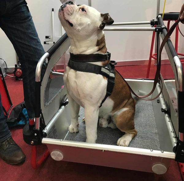 Doggy Tourer Snoopy Medium Dog Bike Trailer-Dog Bike Trailer-Doggy Tourer- Silver Circle Pets