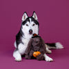 Fringe Studio Hocus Pocus Hare Plush Dog Toy-Dog Toy-Fringe Studio- Silver Circle Pets