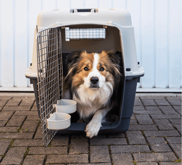 Henry Wag Wheeled Airline Approved Travel Crate | Four Sizes-Pet Crate-Henry Wag- Silver Circle Pets