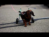 Walkin Wheels® SMALL Rear Dog Wheelchair (3.5 - 11kg)