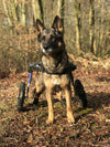 Walkin Wheels® LARGE Rear Dog Wheelchair (31 to 82 kg)