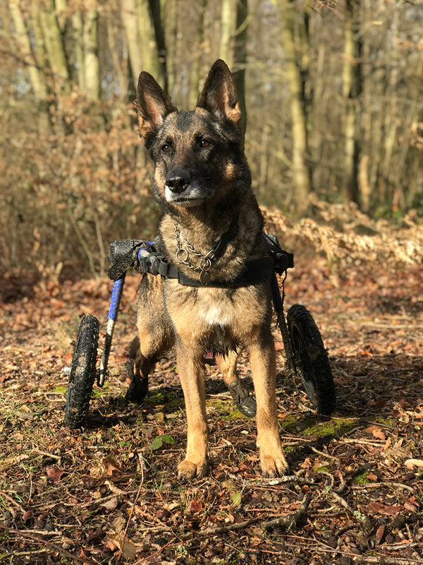 Walkin Wheels® LARGE Rear Dog Wheelchair (31 to 82 kg)
