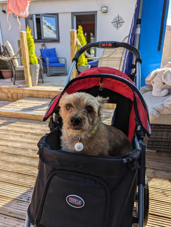 InnoPet Buggy Comfort EFA ECO Dog Pram V2.0 + Free Organiser-Pet Strollers-Innopet- Silver Circle Pets