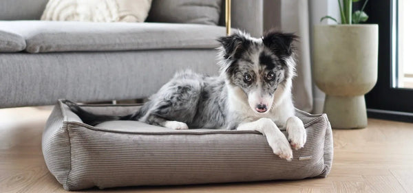 Labbvenn STRIPPO Dog Bed-Dog Bed-Labbvenn- Silver Circle Pets