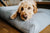 Labbvenn FINNO Dog Cushion Grey - Silver Circle Pets
