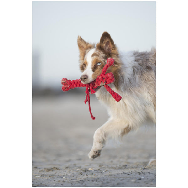 Laboni Big Ocean Dog Toy Set-Dog Toys-Laboni- Silver Circle Pets