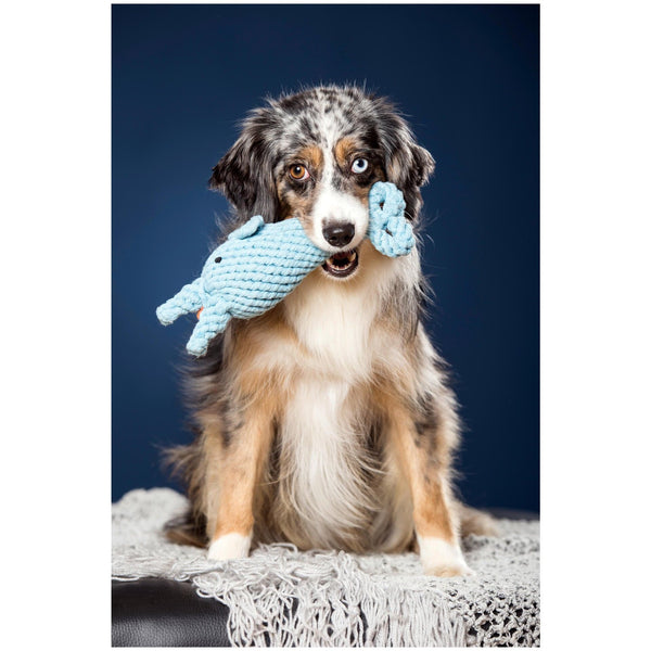 Laboni Big Ocean Dog Toy Set-Dog Toys-Laboni- Silver Circle Pets