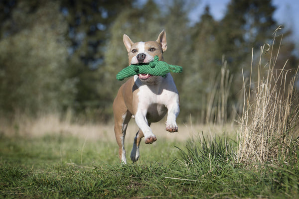 Laboni Big Wildlife Dog Toy Set-Dog Toys-Laboni- Silver Circle Pets