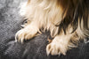 Laboni Luna Lounge Set Tudor Orthopaedic Dog Bed-Dog Bed-Laboni- Silver Circle Pets