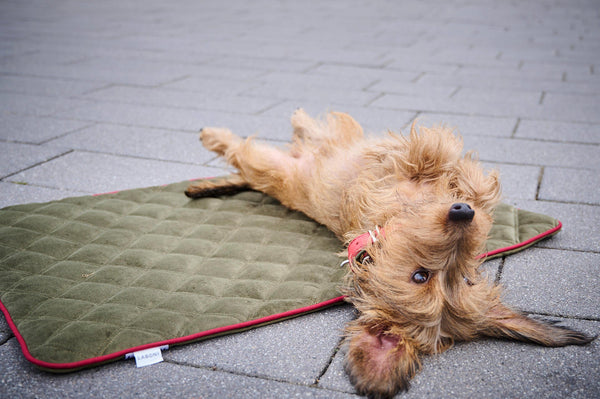 Laboni Multifunctional Outdoor and Travel Dog Blanket Oxford-Dog Blanket-Laboni- Silver Circle Pets