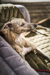 Laboni Multifunctional Outdoor and Travel Dog Blanket Oxford-Dog Blanket-Laboni- Silver Circle Pets