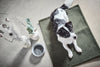 Laboni Multifunctional Outdoor and Travel Dog Blanket Teddy-Dog Blanket-Laboni- Silver Circle Pets