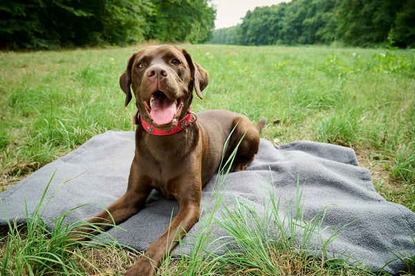 Laboni Multifunctional Outdoor and Travel Dog Blanket Teddy-Dog Blanket-Laboni- Silver Circle Pets