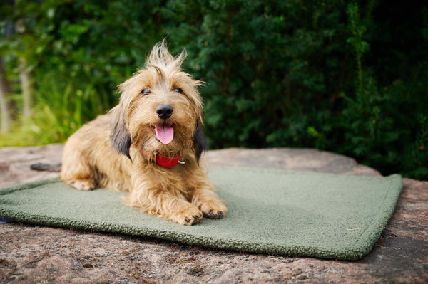 Laboni Multifunctional Outdoor and Travel Dog Blanket Teddy-Dog Blanket-Laboni- Silver Circle Pets