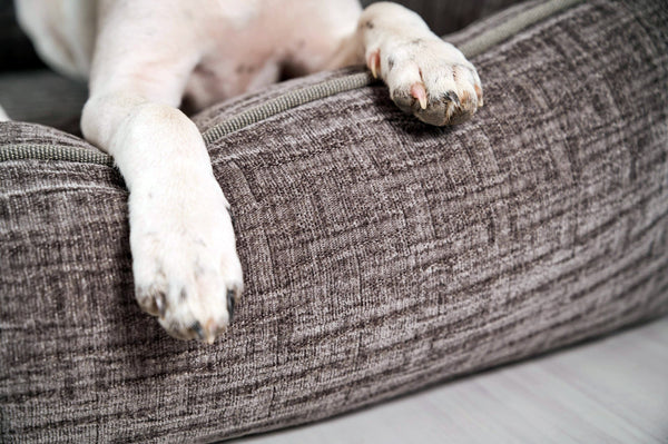 Laboni Orthopaedic Dog Bed Nova-Dog Bed-Laboni- Silver Circle Pets