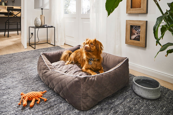 Laboni Orthopaedic Dog Bed Oxford-Dog Bed-Laboni- Silver Circle Pets