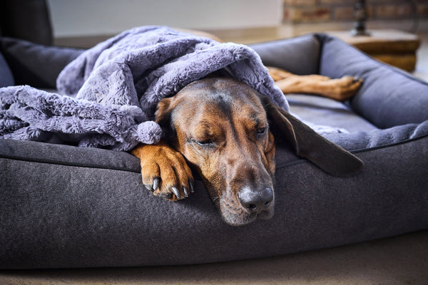 Laboni Orthopaedic Dog Bed Teddy-Dog Bed-Laboni- Silver Circle Pets