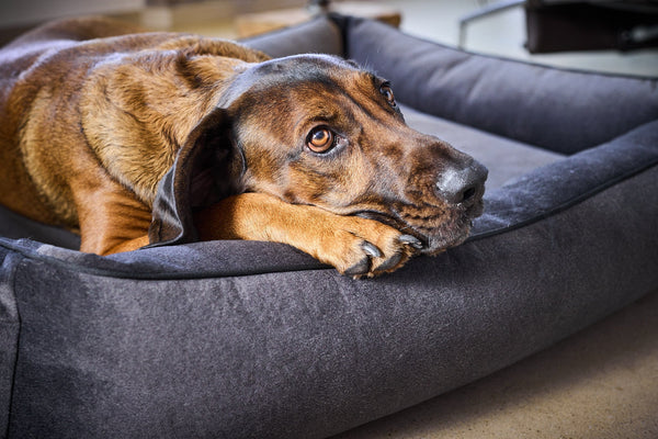Laboni Orthopaedic Dog Bed Teddy-Dog Bed-Laboni- Silver Circle Pets