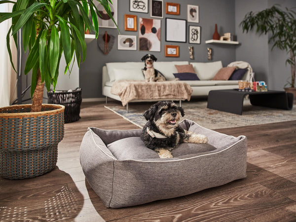 Laboni Orthopaedic Dog Bed Uno-Dog Bed-Laboni- Silver Circle Pets