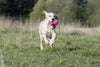 Laboni Summer Safari Dog Toy Set-Dog Toys-Laboni- Silver Circle Pets