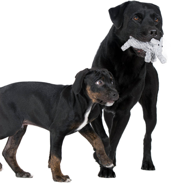 Laboni Summer Safari Dog Toy Set-Dog Toys-Laboni- Silver Circle Pets