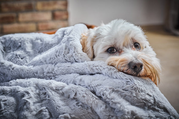 Laboni Woven Faux Fur Dog Blanket Cozy-Dog Blanket-Laboni- Silver Circle Pets