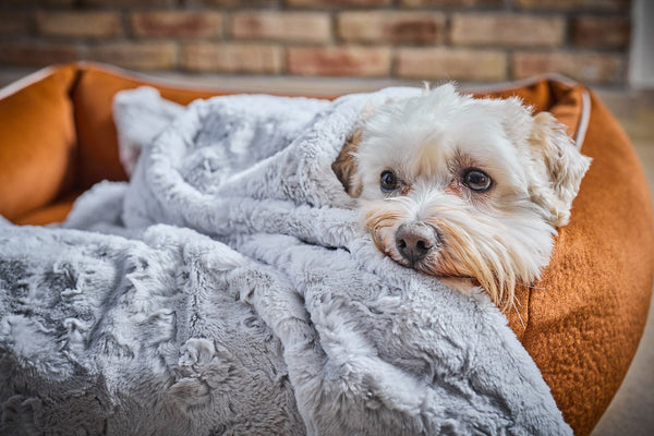 Laboni Woven Faux Fur Dog Blanket Cozy-Dog Blanket-Laboni- Silver Circle Pets