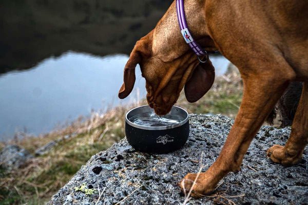 Long Paws - Lunar Bowl Set-Pet Bowls, Feeders & Waterers-Long Paws- Silver Circle Pets
