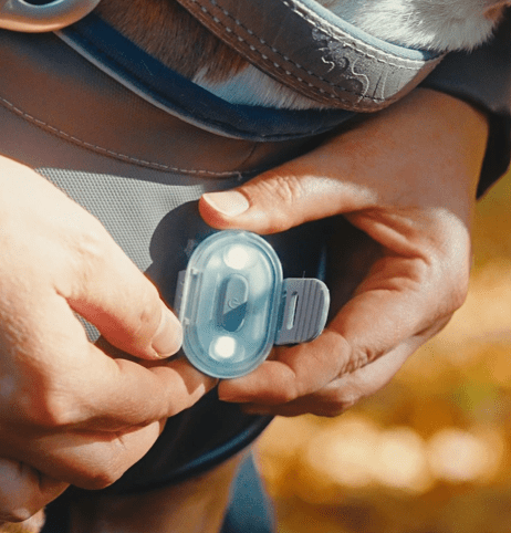 Max & Molly Matrix 2.0 Ultra LED Dog Collar Safety Light | USB-C Rechargeable-Pet Accessories-Max & Molly- Silver Circle Pets
