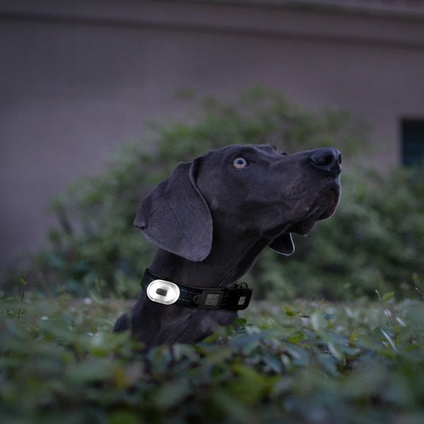 Max & Molly Matrix 2.0 Ultra LED Dog Collar Safety Light | USB-C Rechargeable-Pet Accessories-Max & Molly- Silver Circle Pets
