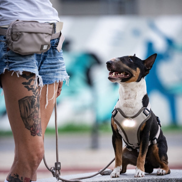 Max & Molly Matrix 2.0 Ultra LED Dog Collar Safety Light | USB-C Rechargeable-Pet Accessories-Max & Molly- Silver Circle Pets