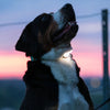 Max & Molly Matrix 2.0 Ultra LED Dog Collar Safety Light | USB-C Rechargeable-Pet Accessories-Max & Molly- Silver Circle Pets