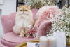 Oh Charlie Cat Toy-Cat Toys-Oh Charlie- Silver Circle Pets