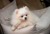 Oh Charlie Dog Car Seat Bed Winston-Dog Car Seat-Oh Charlie- Silver Circle Pets