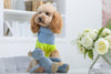 Oh Charlie Dog Sweater NeonRush-Dog Jumper-Oh Charlie- Silver Circle Pets