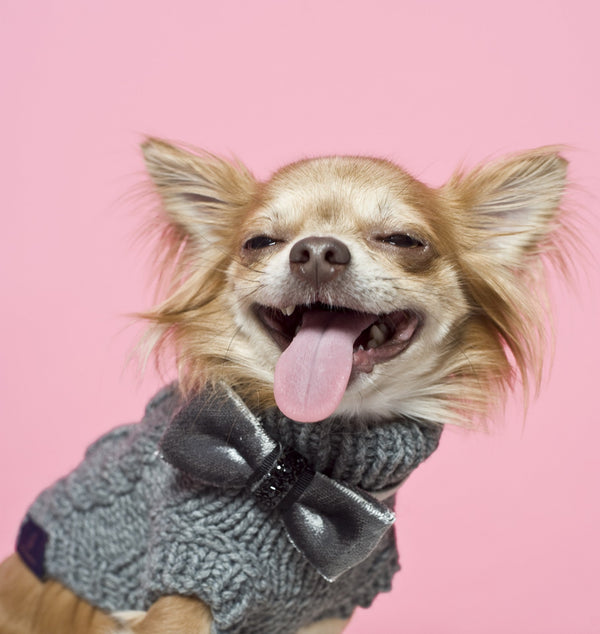 Oh Charlie Dog Sweater Precious-Dog Jumper-Oh Charlie- Silver Circle Pets