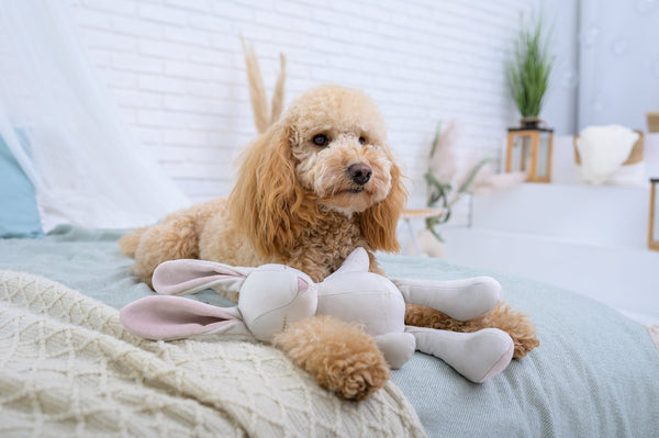 Oh Charlie Dog Toy-Dog Toys-Oh Charlie- Silver Circle Pets